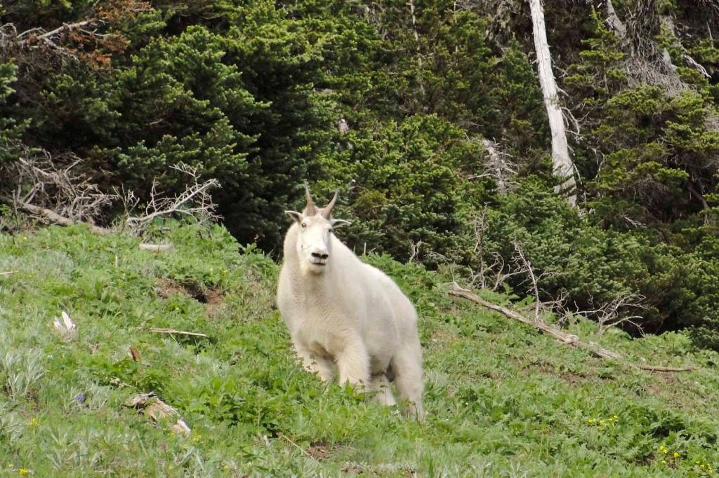 Photo by Miguel Vieira/Flickr