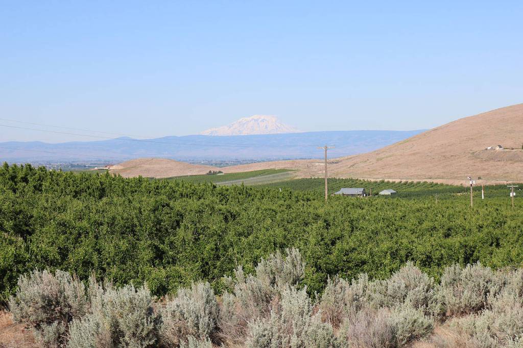 Mt. Adams is visible in the distance above fields of fruit trees in the lower Yakima Valley. Kachess Lake is one of the lakes which provides irrigation water to the valley. A drought pump could be installed which could reduce the lakes recreation appeal for campers. Aaron Kunkler/Staff photo