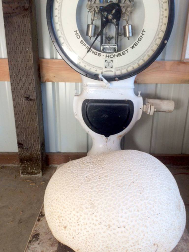 Doyle Yancy almost mowed down a very large mushroom while cutting a field in Beaver Valley.