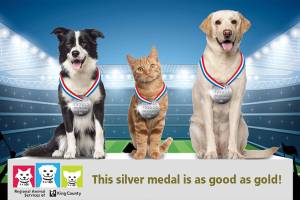 Pet license education campaign underway