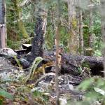 Five deaths in Brinnon cabin explosion, fire shock Peninsula