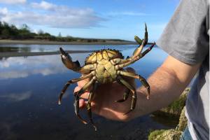Neah Bay seeing rise in green crab catches