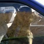 Hot cars are no place for pets