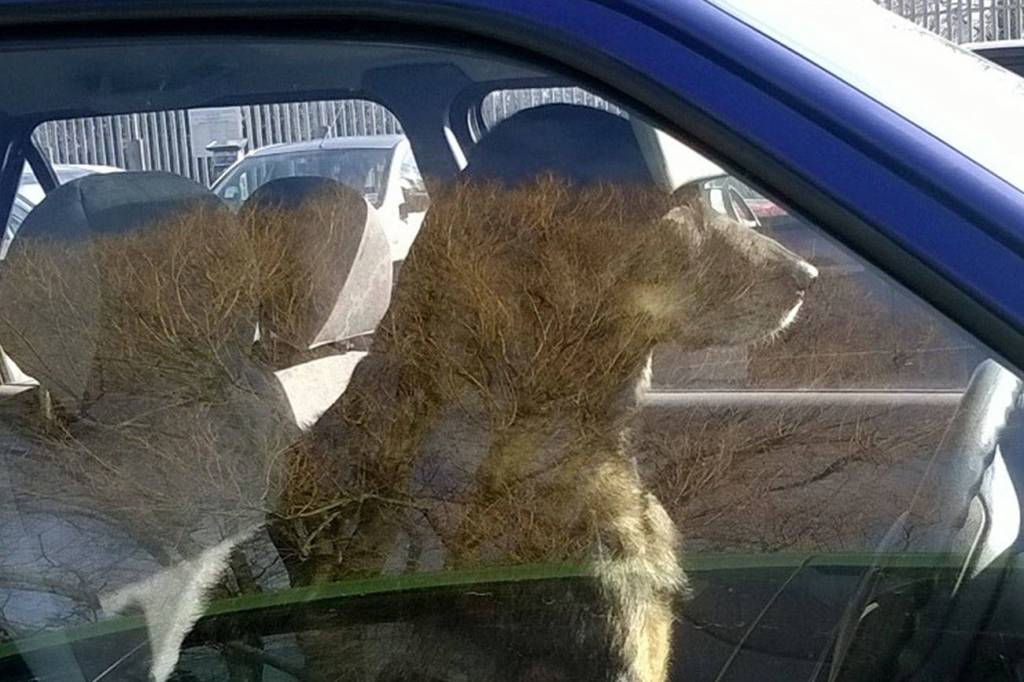 Hot cars are no place for pets