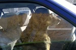Hot cars are no place for pets