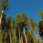 Selective thinning at King County’s Black Diamond Open Space