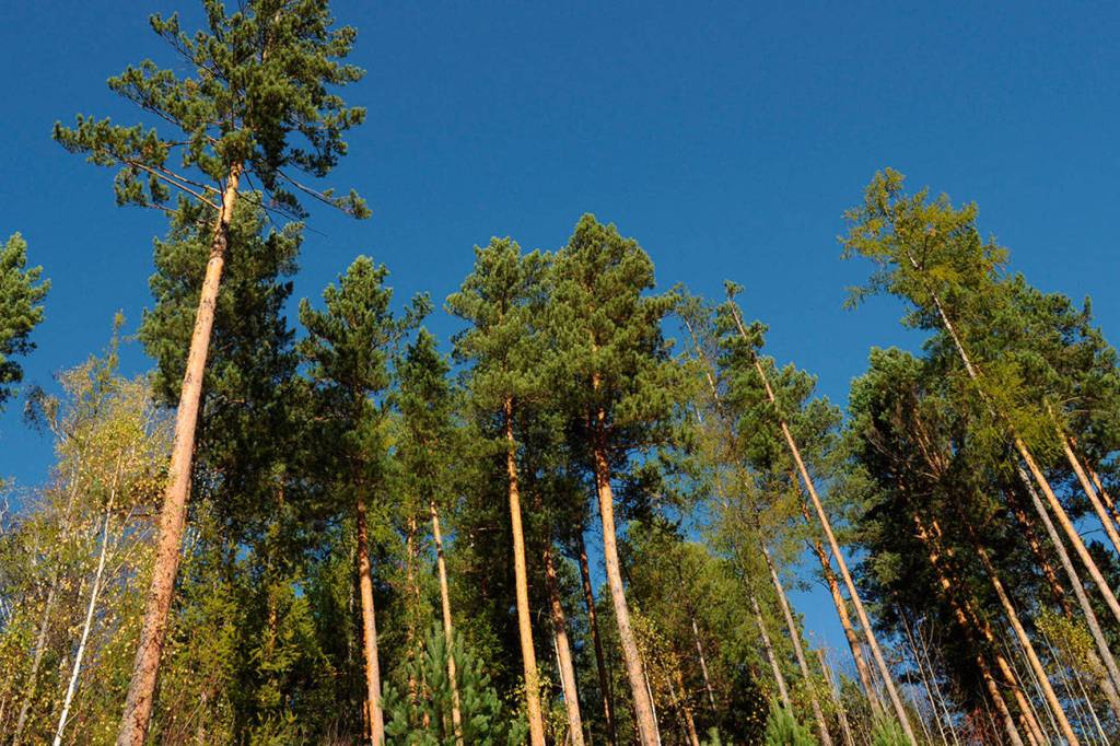 Selective thinning at King County’s Black Diamond Open Space