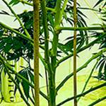 Ten laws to know about retail cannabis | Public Health - Seattle & King County