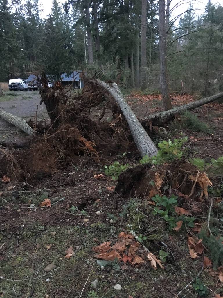 One of the five trees that fell over onto Imogen Holmes property lays flat with its roots exposed. Submitted photo from Imogen Holmes