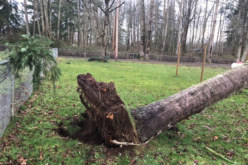 A large tree fell onto Bethany Alvarados property in Maple Valley during the windstorm that took place on Jan. 6. Submitted photo from Bethany Alvarado