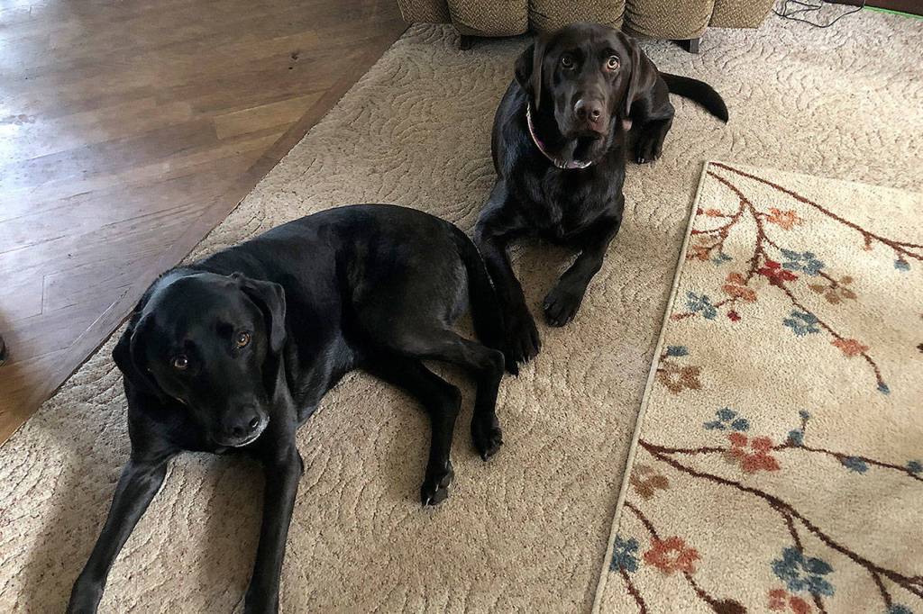 Polo and Tugs got out of Monica Sauerweins house on Jan. 27. They were later found thatafternoon. Thanks to someone, Tugs was found and taken to a vet to see if he was chipped. Polo returned home on his own not long after. Submitted photo from Monica Saurerwein.