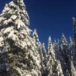 Snowy trees submitted to the Reporter by Danielle Lewis