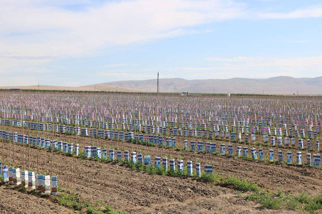 Fruit tree saplings are set in rows in the lower Yakima Valley. They are dependent on irrigation water partially from Kachess Lake, a popular destination for Puget Sound campers. Aaron Kunkler/Staff photo