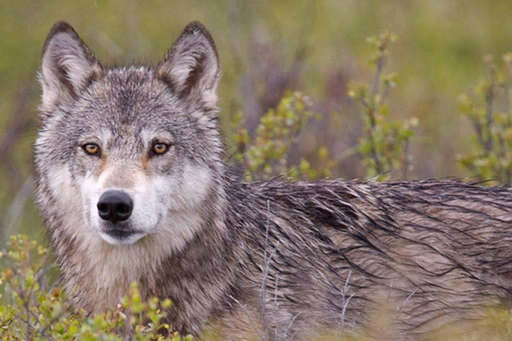 Are we finally ready to heed the call of the wild?