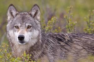 Are we finally ready to heed the call of the wild?