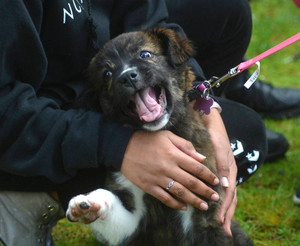A puppy named Macy joined in on the Easter fun with her family at the Lake Wilderness Easter Egg Hunt. Photo by Kayse Angel