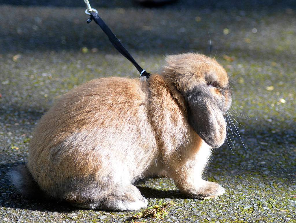 A little bunny wanted to meet the Easter Bunny too at the Lake Wilderness Easter Egg Hunt. Photo by Kayse Angel