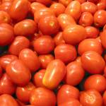 The early part of May is still too early to allow tomato plants to spend the night outdoors. Photo courtesy of School Photo Project