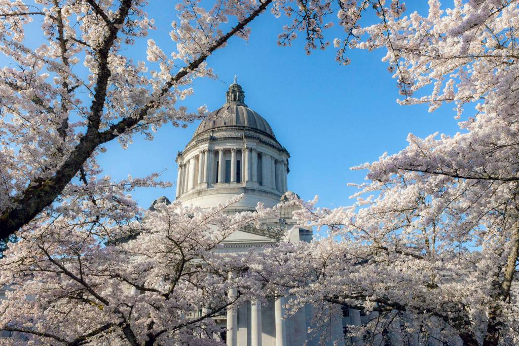 Cherry trees fully in bloom at the State Capitol Building in Olympia. Photo by Linda J. Smith