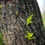 Learn about tree health with WSU at the library
