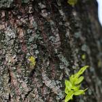 Learn about tree health with WSU at the library
