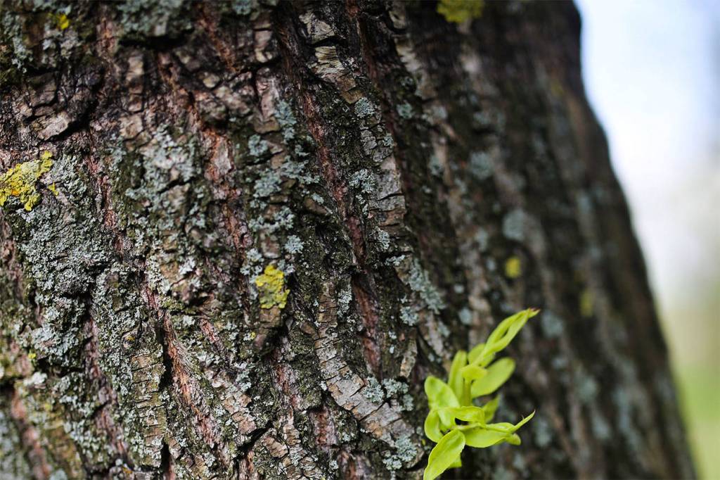 Learn about tree health with WSU at the library