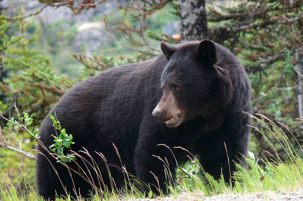 A file photo of a black bear