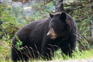A file photo of a black bear