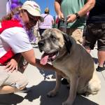 Elvis the dog soaks up the attention during the Be the Hope Walk at Summit Park in Maple Valley on July 20. Photo by Kayse Angel