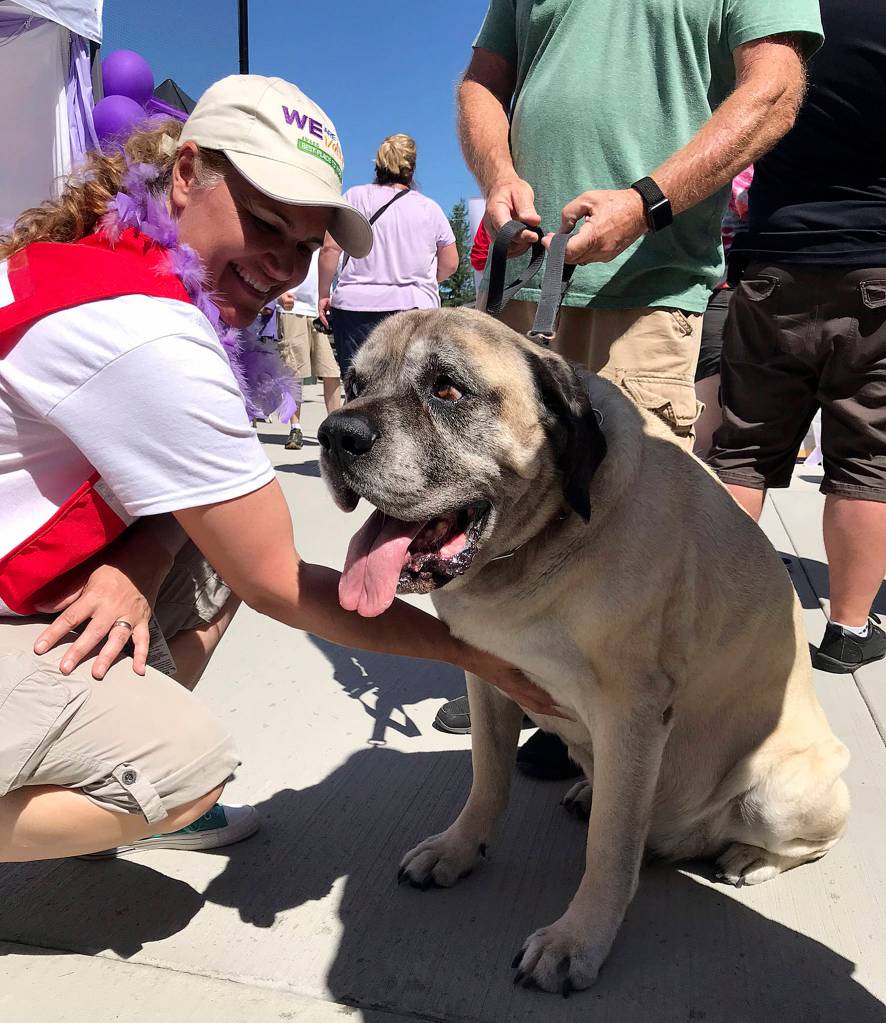 Elvis the dog soaks up the attention during the Be the Hope Walk at Summit Park in Maple Valley on July 20. Photo by Kayse Angel
