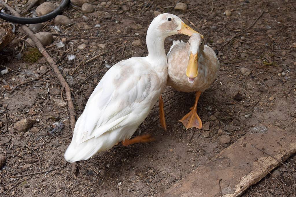 Photos by Haley Ausbun. The BackYardFarm, a local couple trying to help folks with small yards build their own farm, hosted an event July 27, where guests could meet the animals, feed the goats and eat food sourced from their own back yard.