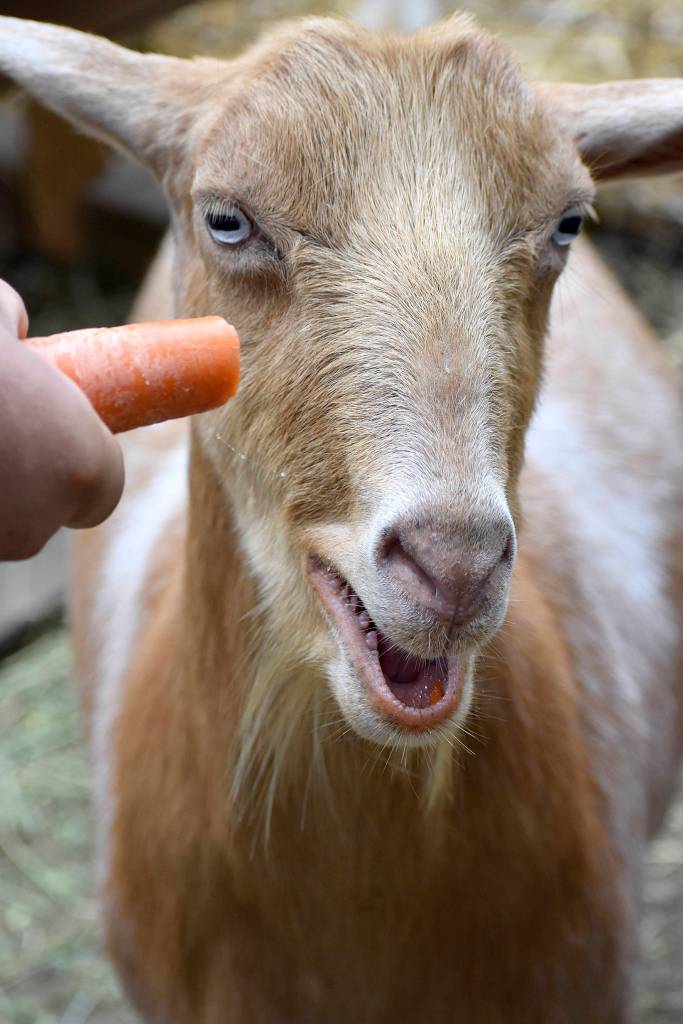 Photos by Haley Ausbun. The BackYardFarm, a local couple trying to help folks with small yards build their own farm, hosted an event July 27, where guests could meet the animals, feed the goats and eat food sourced from their own back yard.