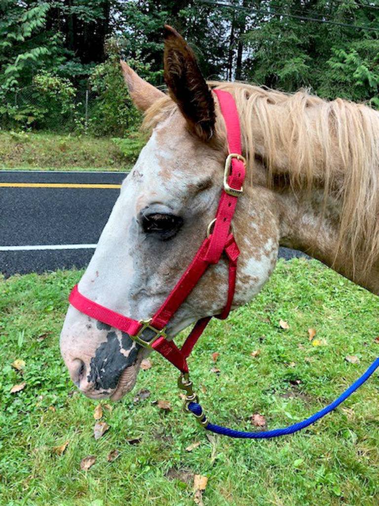 A 20-year-old, starving horse was found near Cedar River Elementary School died a few days after being picked up by the county. King County investigators are looking for the horses owners. Photo courtesy of King County.