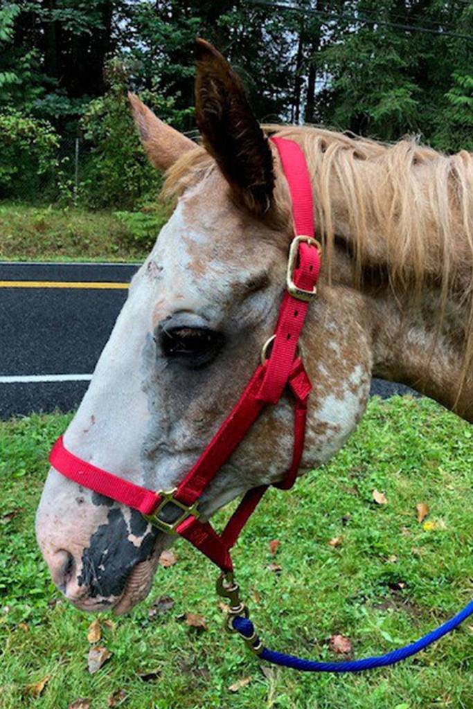 A 20-year-old, starving horse was found near Cedar River Elementary School died a few days after being picked up by the county. King County investigators are looking for the horses owners. Photo courtesy of King County.