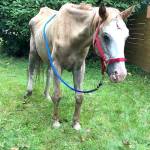 A 20-year-old, starving horse was found near Cedar River Elementary School died a few days after being picked up by the county. King County investigators are looking for the horses owners. Photo courtesy of King County.