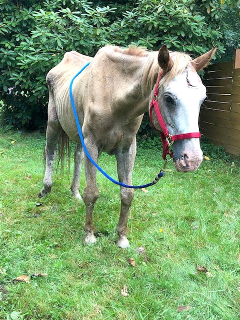 A 20-year-old, starving horse was found near Cedar River Elementary School died a few days after being picked up by the county. King County investigators are looking for the horses owners. Photo courtesy of King County.