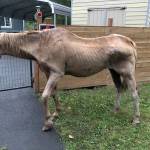 A 20-year-old, starving horse was found near Cedar River Elementary School died a few days after being picked up by the county. King County investigators are looking for the horses owners. Photo courtesy of King County.