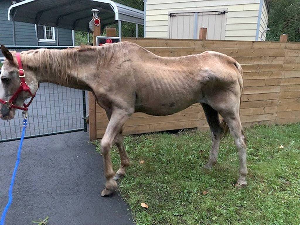 A 20-year-old, starving horse was found near Cedar River Elementary School died a few days after being picked up by the county. King County investigators are looking for the horses owners. Photo courtesy of King County.
