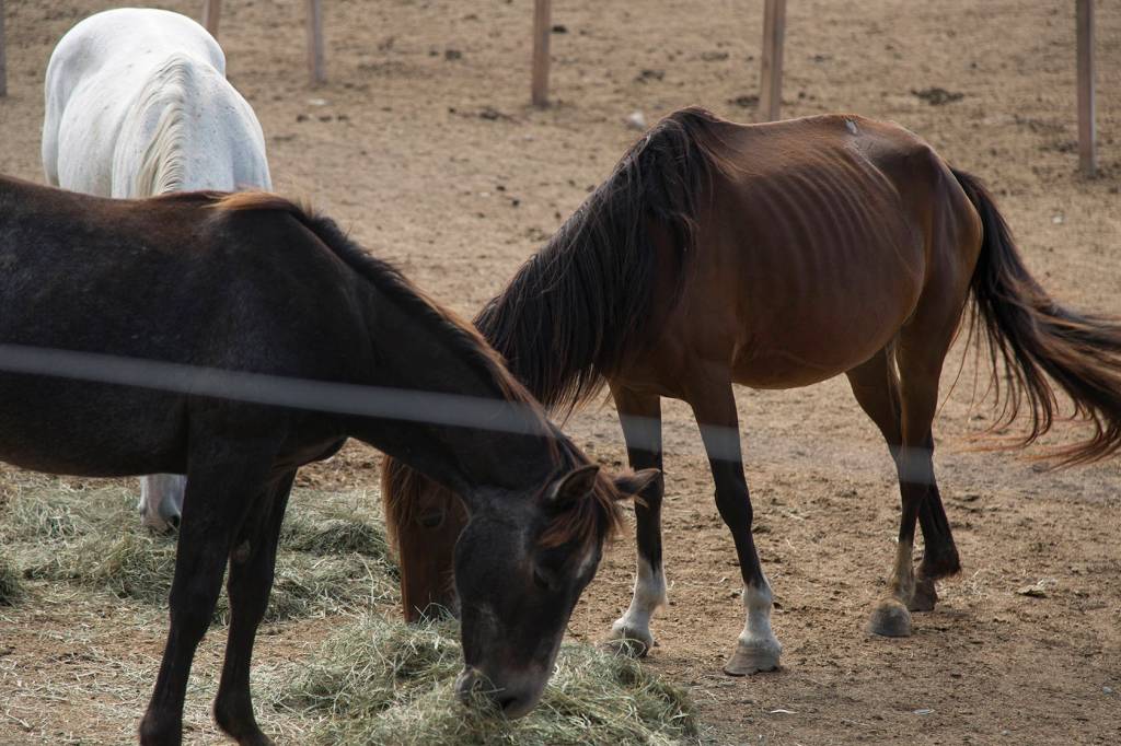 One of Hunters herds, located in King County, is fed a batch of hay. Horses, like these, are being housed on properties in numerous counties. Landowners allege that their owner hasnt provided enough food or medical attention. Ashley Hiruko/staff photo