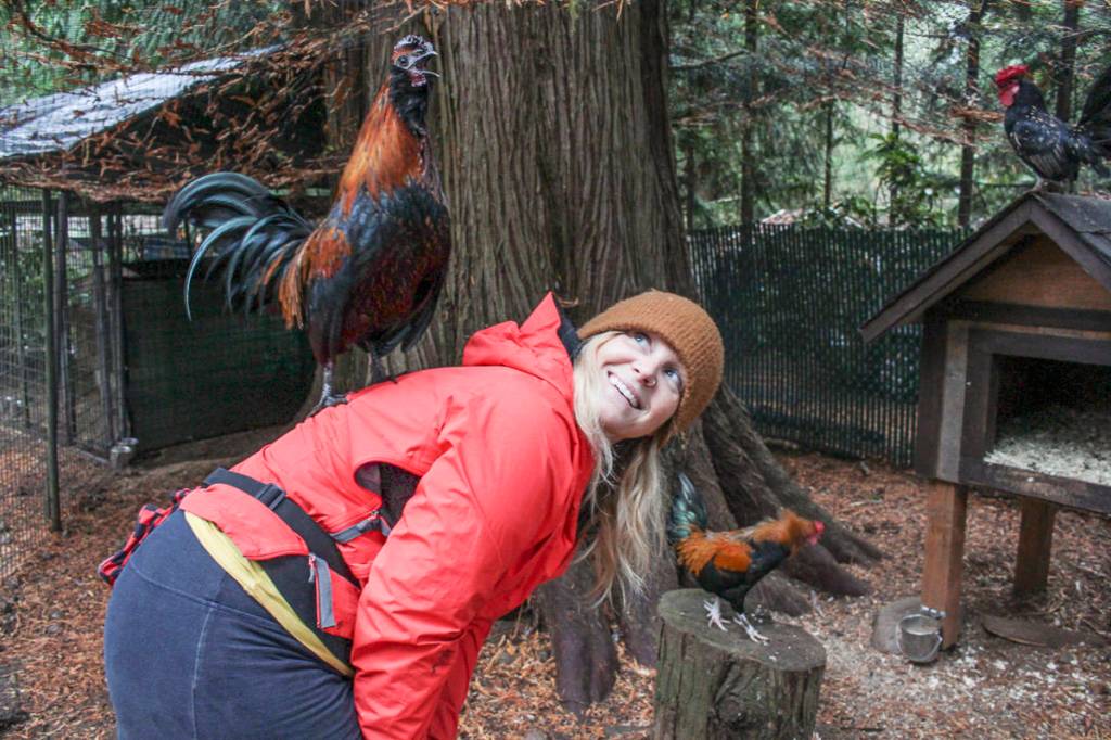 Beetle the rooster likes to jump on Jenny Rae at Rooster Haus Rescue in Fall City. Natalie DeFord/staff photo