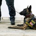 Odin, a 2-year-old Dutch Shepherd, rests while on patrol as a K-9 security officer at MultiCare Auburn Medical Center. COURTESY PHOTO, MultiCare