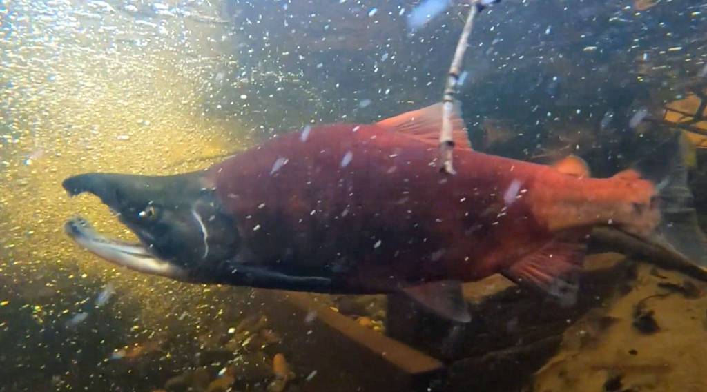 A 50-minute film called Spawning Grounds, which documents the effort to save a freshwater variety of kokanee salmon from Lake Sammamish, is finally ready for its debut in North Bend on Jan. 18. (Screenshot from film)