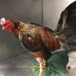 One of the roosters removed from a Kent property by Regional Animal Services of King County during an investigation of the birds being raised and sold for cockfighting. COURTESY PHOTO, Regional Animal Services of King County