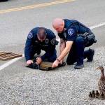Des Moines Police rescue ducklings from storm drain