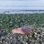 A sea creature found on the beach at Ebeys Landing may be a Haliphron atlanticus, or seven-armed octopus, scientists have theorized. Photo by Ron Newberry.
