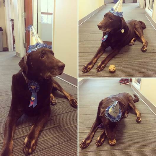 King Countys ITA courthouse comfort dog, Murphy. Courtesy photo