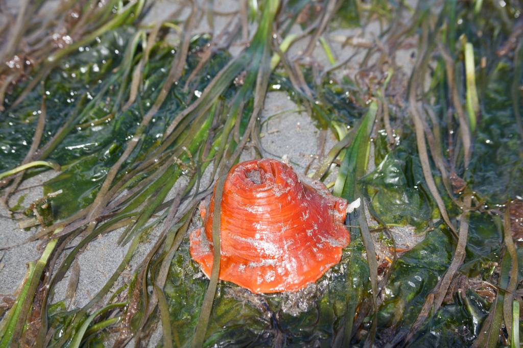 At Dash Point on June 16, 2022. Henry Stewart-Wood/Sound Publishing