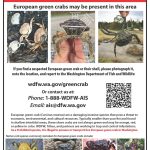 New sign from WDFW to support identification and reporting of European Green Crabs. Photo courtesy of Chase Gunnell.