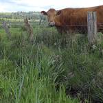 Carnation Cow, by Monica Jolley