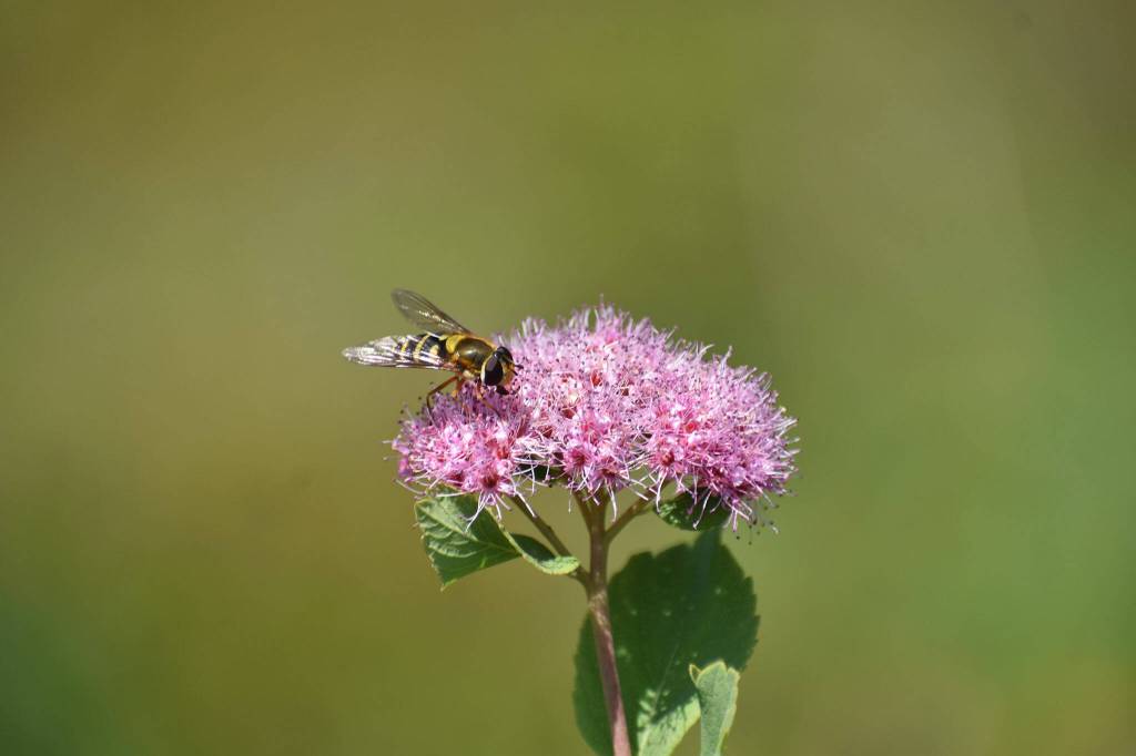 Photos by Alex Bruell/Sound Publishing